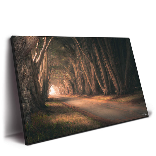 Tree Tunnel