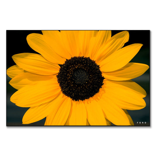 Sunflower Power