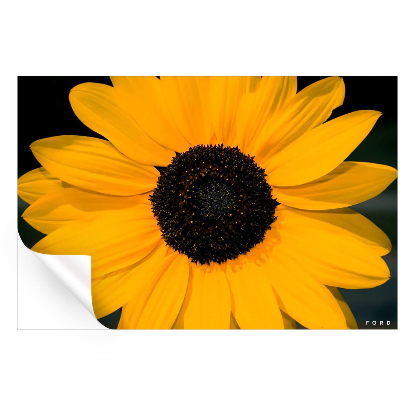 Sunflower Power
