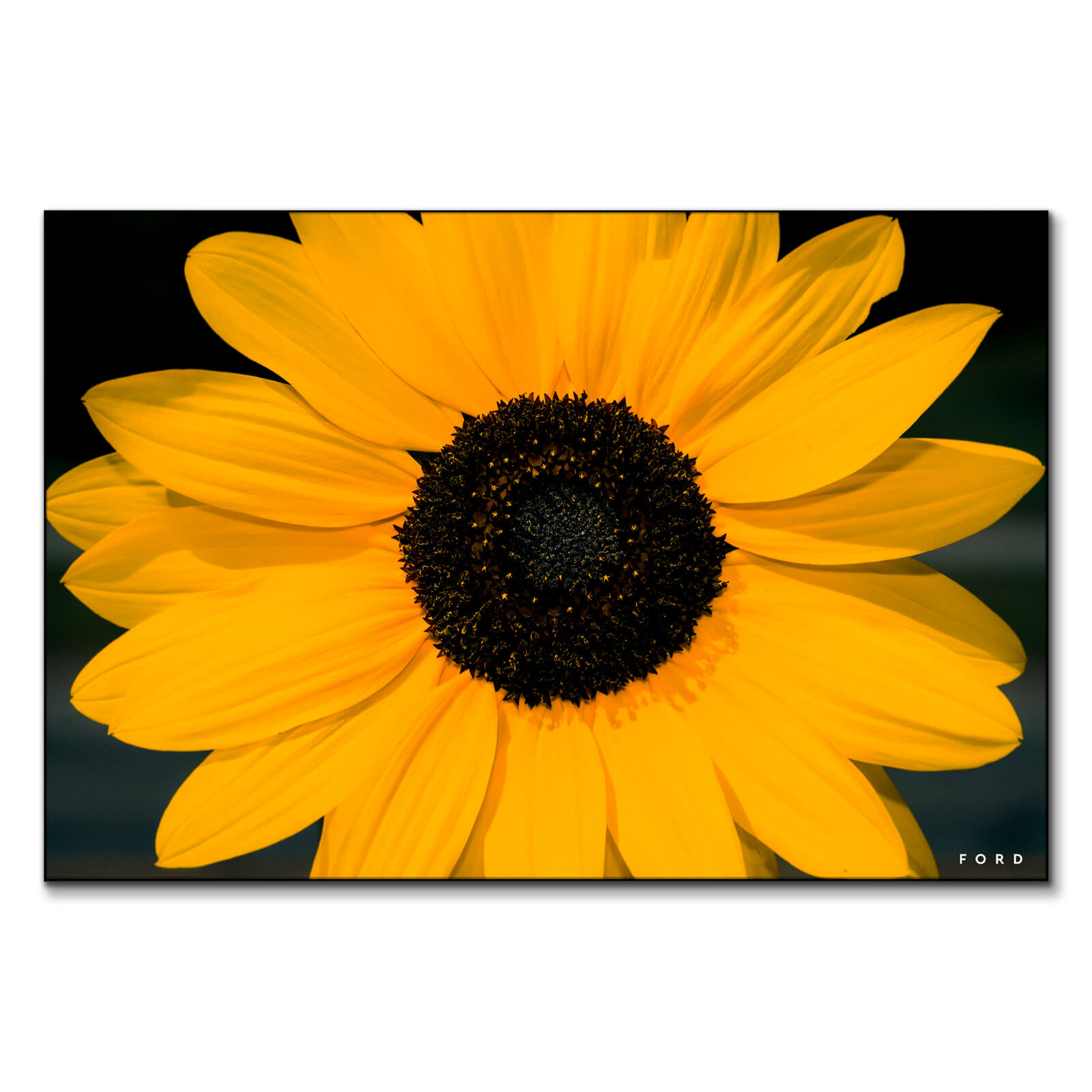 Yellow sunflower wall art big wall d cor