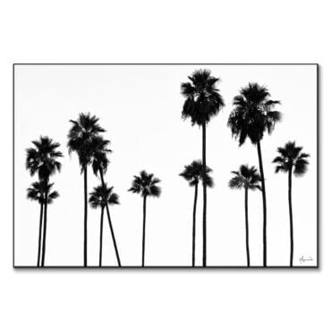 Palm Trees LA