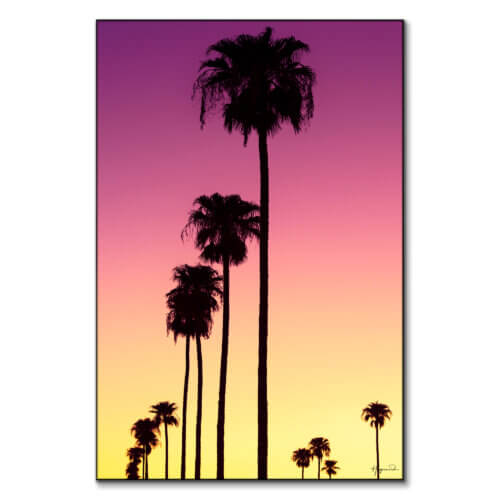 Sunset Palm Trees
