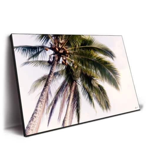 Tropical Palm Trees Wall Art by Philippe HUGONNARD