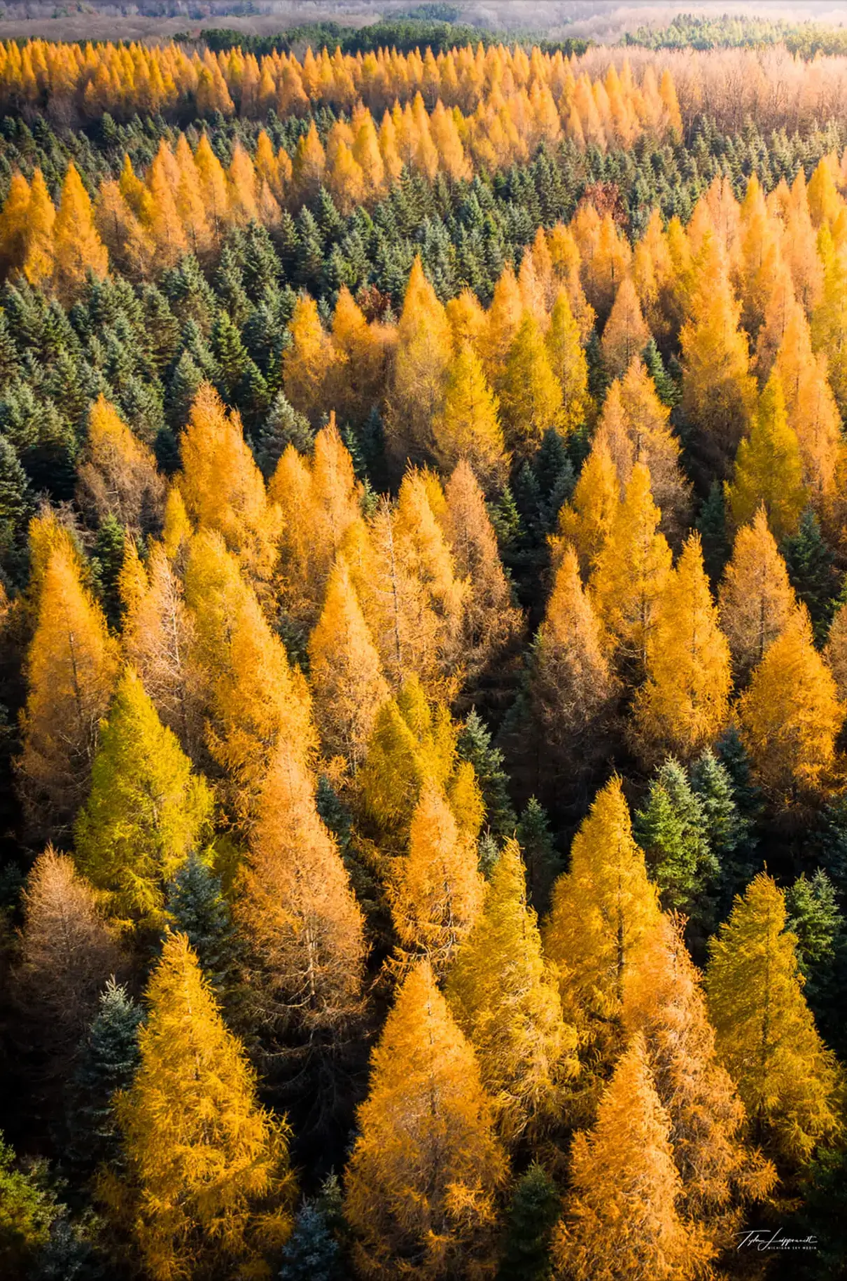 Aerial Yellow Pine Forest Photography | BIG Wall Décor