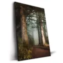 Walk in the Woods #2