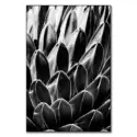 Queen Victoria Agave #1