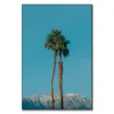 Oasis #1