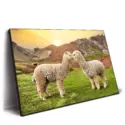 Alpaca Love #2