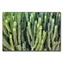 Cactus Wall #1