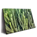 Cactus Wall #2