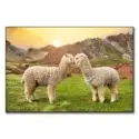 Alpaca Love #1