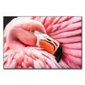 Between the Pink Wings #1