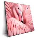 Between the Pink Feathers #2