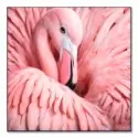 Between the Pink Feathers #1