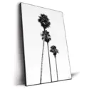 SoCal Palm Trees #2
