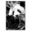 Panda #1
