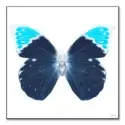 Miss Butterfly Hebomoia #1