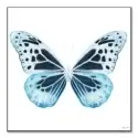 Miss Butterfly Melaneus #1