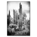 Mexican Cactus #1