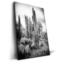 Mexican Cactus #2
