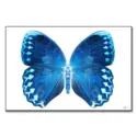 Miss Butterfly Formosana #1