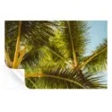 Hawaii Palm #3