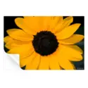 Sunflower Power #3