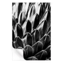 Queen Victoria Agave #3