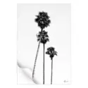 SoCal Palm Trees #3
