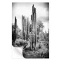 Mexican Cactus #3