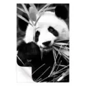 Panda #3