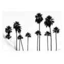 Palm Trees LA #3