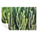 Cactus Wall #3