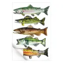 Five Fish #3