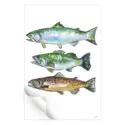 Three Fish #3