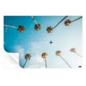 Palm Flight #3
