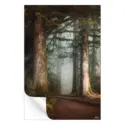 Walk in the Woods #3