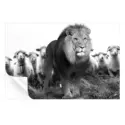 Lion and Sheep #3