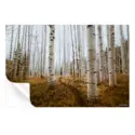 Aspen Grove #3