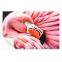 Between the Pink Wings #3