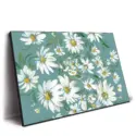 White daisies on a teal background, highlighting the simplicity and beauty of the flowers.