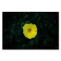 Hello Yellow #1
