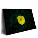 Hello Yellow #2
