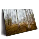 Aspen Grove #2