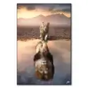Lion Reflection #1