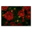 Moonlight Mums #1