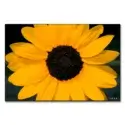 Sunflower Power #1