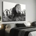 Extra large horizontal black and white photo of lion standing in front of flock of sheep hangs on white wall in modern black and white bedroom.