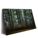 Moody Woods #2