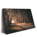 Tree Tunnel #2